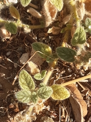 Heliotropium hirsutissimum