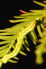 Cutina distincta