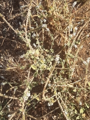 Heliotropium hirsutissimum