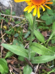 Tephroseris lindstroemii