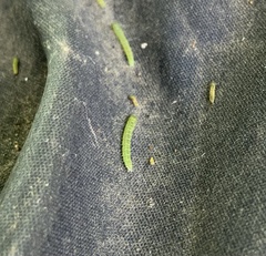 Lepidoptera