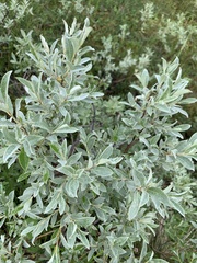 Salix lapponum
