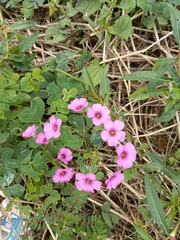 Oxalis bipartita