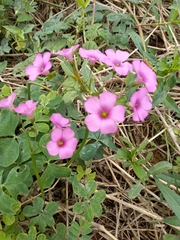 Oxalis bipartita