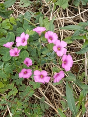 Oxalis bipartita