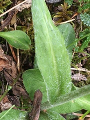 Tephroseris lindstroemii