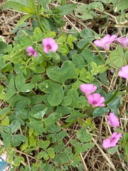Oxalis bipartita