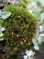 Ulota coarctata