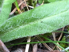 Tephroseris lindstroemii