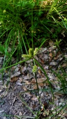 Cyperus aggregatus
