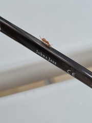 Megastigmus pistaciae