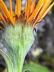 Tephroseris lindstroemii