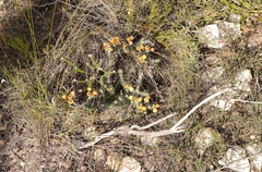 Achyranthemum mucronatum