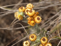 Achyranthemum mucronatum