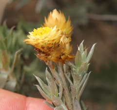 Achyranthemum mucronatum