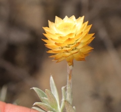 Achyranthemum mucronatum