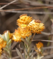 Achyranthemum mucronatum