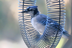Cyanocitta cristata bromia