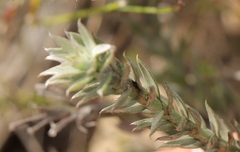 Achyranthemum mucronatum