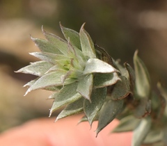 Achyranthemum mucronatum