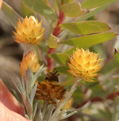 Achyranthemum mucronatum
