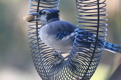 Cyanocitta cristata bromia