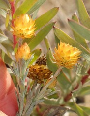 Achyranthemum mucronatum