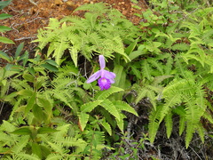 Sobralia macrantha