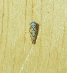 Norvellina mildredae