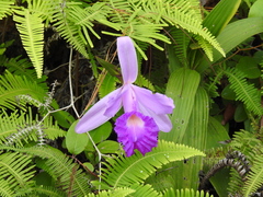 Sobralia macrantha