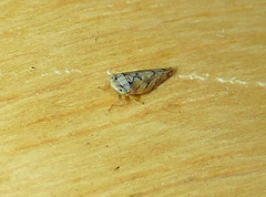 Norvellina mildredae