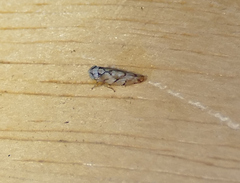 Norvellina mildredae