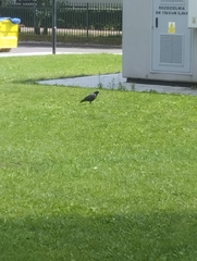 Corvus frugilegus