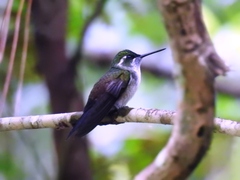 Lampornis viridipallens