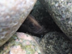 Rypticus bicolor