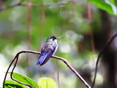 Lampornis viridipallens