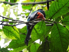 Trogon collaris