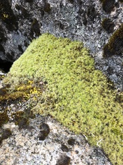 Racomitrium ericoides