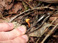 Pleurocordyceps