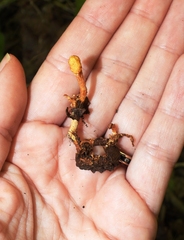 Pleurocordyceps