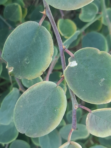 Image of Capparis zoharyi by (c) Martin Scheuch, some rights reserved (CC BY)