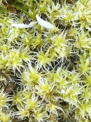 Racomitrium ericoides