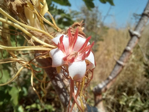 Strophanthus eminii image