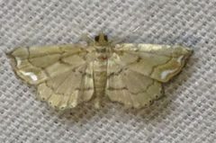 Neomusotima conspurcatalis
