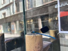 Calopteryx splendens