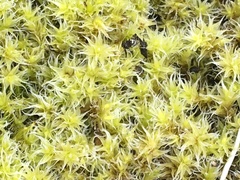 Racomitrium ericoides
