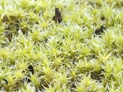 Racomitrium ericoides