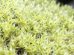 Racomitrium ericoides