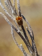 Cryptocephalus fulvus