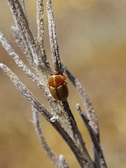 Cryptocephalus fulvus